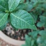 Gardenia jasminoides List