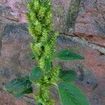 Amaranthus powellii Blüte