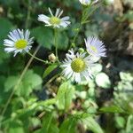 Erigeron annuus Blüte