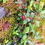 Vaccinium vitis-idaea Плод