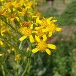 Senecio doria Flor