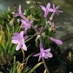 Tulbaghia violacea Λουλούδι