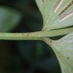 Asplenium hemitomum Deilen