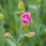 Dianthus caryophyllus Autre