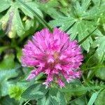 Trifolium pratenseFlor