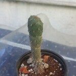 Opuntia fragilis 葉