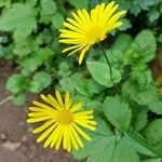 Doronicum carpaticum