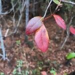 Vaccinium arboreum Folha