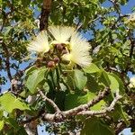 Caryocar brasiliense Flower