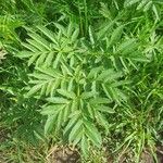 Angelica razulii Leaf