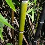 Phyllostachys nigraRinde