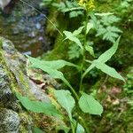Jacobaea uniflora Habit
