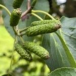 Alnus cordata Flors