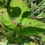 Cornus racemosa برگ