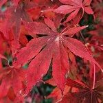 Acer japonicum 葉