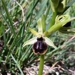 Ophrys sp.Flower