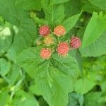 Rubus occidentalis Плод