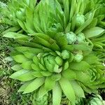 Sempervivum globiferum Leaf