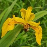 Iris pseudacorus Цветок