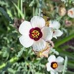 Hibiscus trionum Fiore