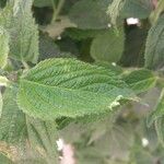 Lippia alba Foglia