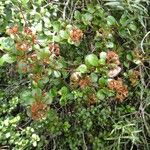 Syzygium ngoyense Habitus
