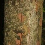 Pradosia ptychandra Bark