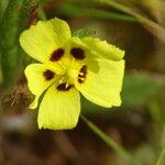 Tuberaria guttata Flower