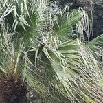 Washingtonia filifera 葉
