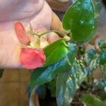 Begonia cucullata cv. 'Doublet Rose Pink' Blatt