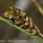 Carex liparocarpos Fruit