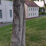 Liquidambar formosana Bark