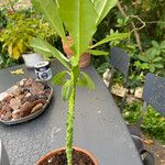 Euphorbia neriifolia Hoja