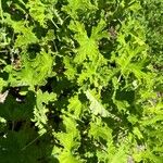 Pelargonium × asperum ഇല