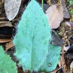 Hieracium jaubertianum Leaf
