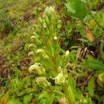 Lobelia stricta عادت داشتن