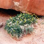 Lomatium latilobum Hábito