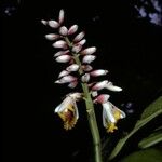 Alpinia latilabris 花