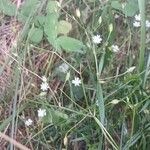 Stellaria graminea Habitus