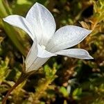 Wahlenbergia procumbens Flower