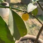 Garcinia brasiliensis 葉