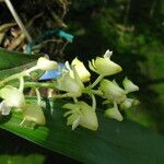 Polystachya odorata Blüte