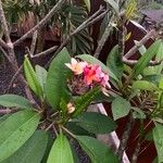 Plumeria rubra Blomst