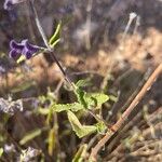 Salvia cuspidata Leaf