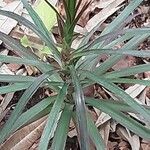 Cordyline stricta Blad