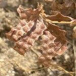 Biserrula pelecinus Fruit