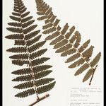 Cyathea cyatheoides Leaf