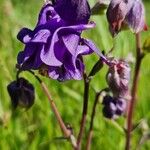 Aquilegia nigricansBlüte