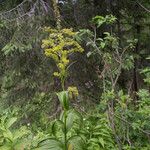 Veratrum lobelianum Blüte