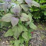 Ageratina altissima Folha